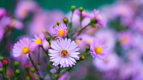 Beau Fond Floral Fleurs Automne Santbrink Asters Variété Vierge Couleur — Photo