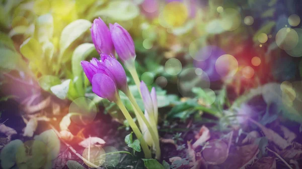 사프란 크로커스의 보라색 꽃들이 가까이 있습니다 아름다운 자연의 — 스톡 사진