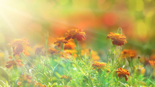 Morgensonne Auf Einer Wiese Aus Orangefarbenen Gelben Blumen Lichtstrahlen Der — Stockfoto