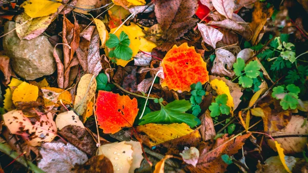 Sonbahar Arka Planında Kayaların Üzerine Düşen Renkli Yapraklar — Stok fotoğraf