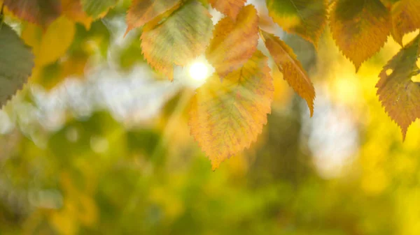 autumn background colorful ash leaves on a branch sun rays through the leaves Sunny day close-up