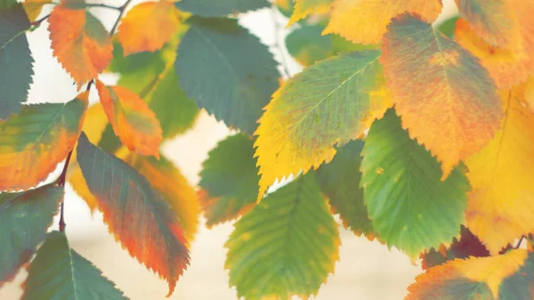 autumn background colorful ash leaves on a branch Sunny day close-up