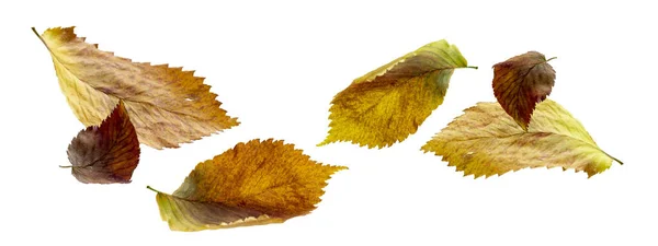 Gedraaide Herfst Bladeren Vliegen Wind Geïsoleerd Witte Achtergrond Voor Ontwerp — Stockfoto