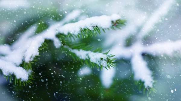 冬の初めに最初の雪の背景のスプルースの枝雪の冷たい色のクローズアップ — ストック写真
