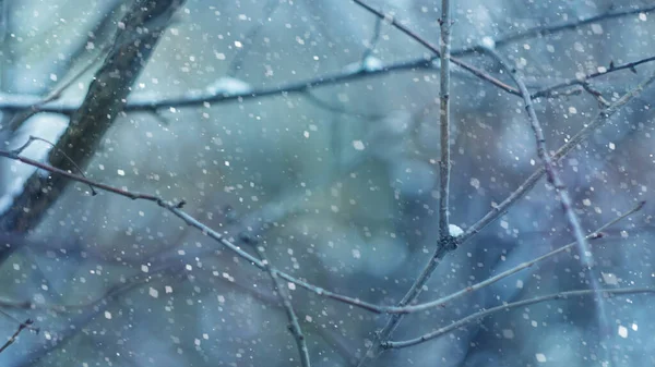 Início Inverno Primeiro Fundo Neve Ramos Maçã Que Caem Neve — Fotografia de Stock