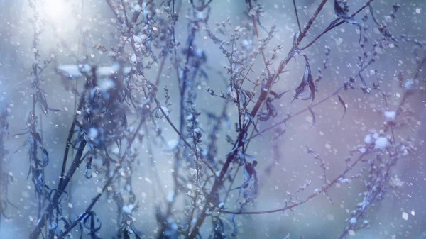 Plantas Secas Madeira Morta Neve Início Inverno Primeira Neve Close — Fotografia de Stock