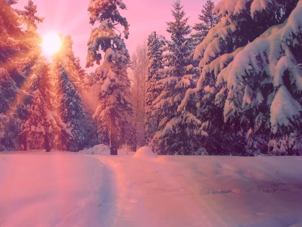 요정의 가문비나무 햇빛이 비친다 눈덮인 나무들 — 스톡 사진