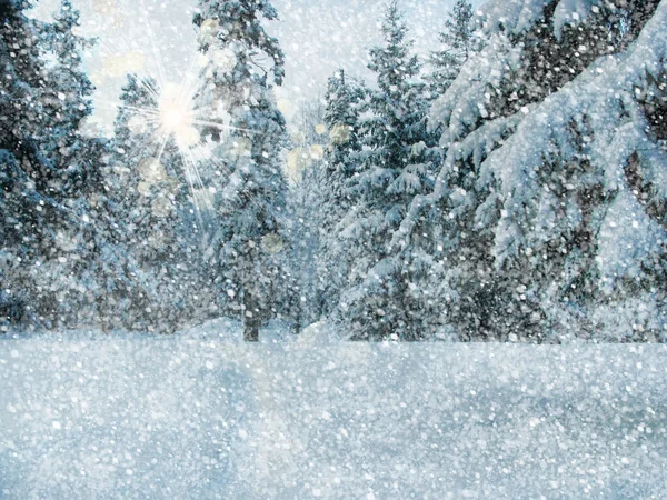 Gyönyörű Téli Táj Fák Hóban Nap Este Bokeh Karácsonyi Képeslap — Stock Fotó