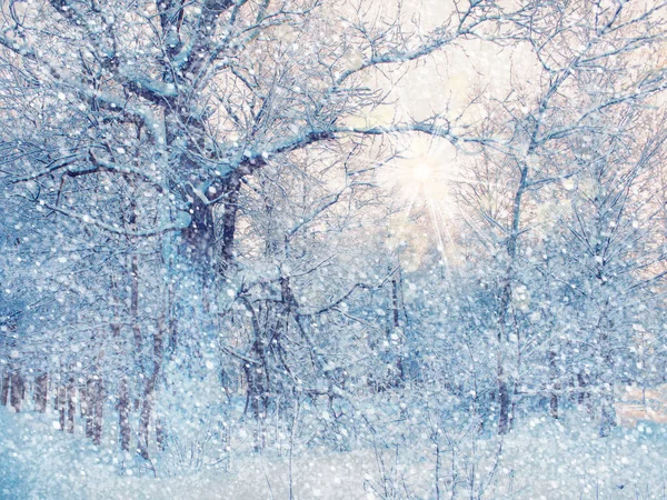 아름다운 풍경에 내리는 보케의 나무들이 있습니다 크리스마스 — 스톡 사진
