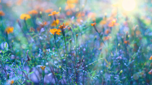 Flores fondo otoño flores caléndulas puesta del sol hermoso paisaje de azul frío y naranja cálido. hermoso paisaje — Imagen de stock Flores Fondo Otoño Flores Caléndulas Puesta Del Sol Hermoso Paisaje Imágenes De Stock Sin Royalties Gratis