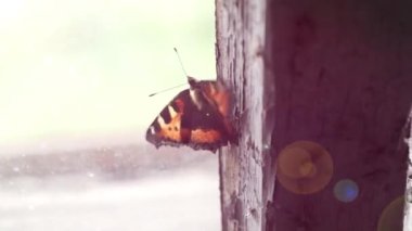 Çerçevenin üzerinde eski bir tavan arası penceresinde kelebek sürünüyor. sonbahar mevsimi