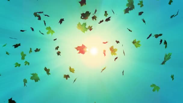 Sonbahar Arkaplanı Kıvrılıyor Düşen Akçaağaç Yaprakları Parlak Güneş Işınları Bırakıyor — Stok video