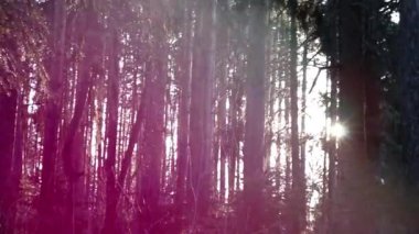 Sabah ladin ormanında parlak güneş ağaçların arasından parlıyor.