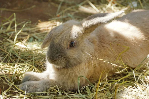 Beige gray rabbit lying in the grass. Look at you. Cute fluffy eared. One ear raised. Funny.