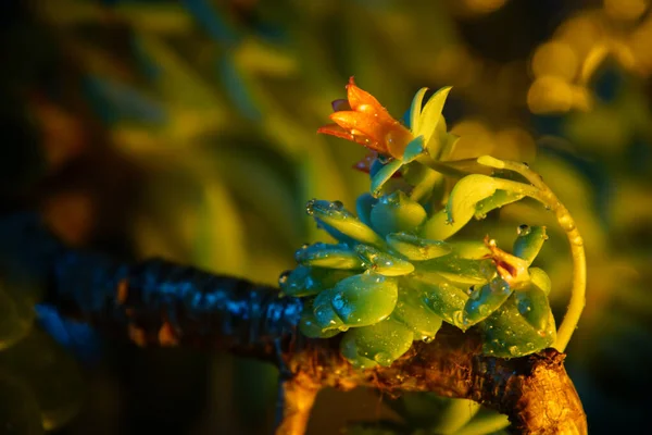 Sappige Eeuwige Echeveria Elegans Steen Roos Close Bloeit Oranje Bloemen — Stockfoto