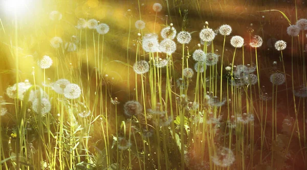 Pissenlits Duveteux Blancs Dans Lueur Coucher Soleil Pour Conception Site — Photo