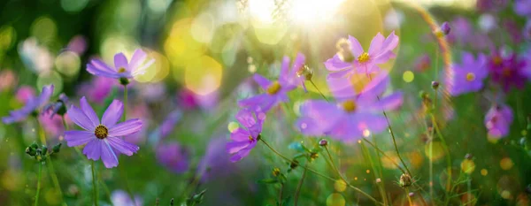 Blommig Bakgrund Landskap Med Rosa Vita Blommor Cosmea Kväll Ljus — Stockfoto