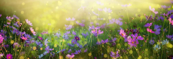 Çiçek arkaplanı. Pembe beyaz çiçekli manzara kozmetik akşam güneşiyle ışıldıyor. uzun pankart hd