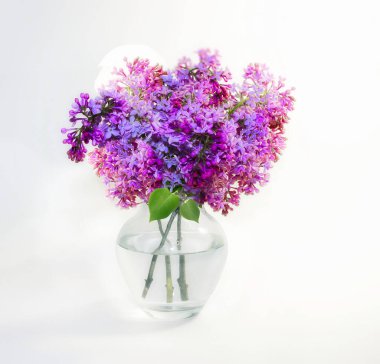 Beyaz arka planda cam bir vazoda taze leylakla parlak, sakin bir hayat.