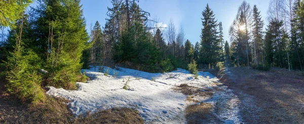 Güneşin kozalaklı ormanlarında eriyen karla kaplı bahar manzarası