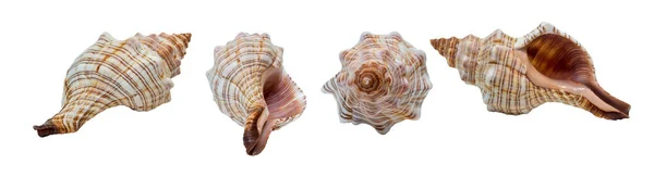 Set Aus Vier Muscheln Spiralförmig Verschiedenen Winkeln Isoliert Weiß — Stockfoto
