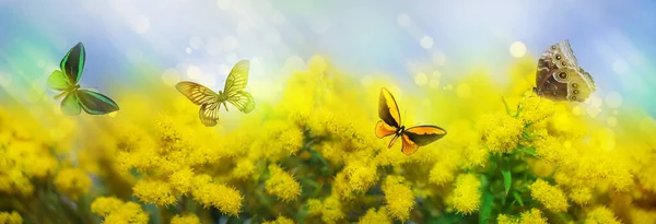 Hermoso Fondo Verano Con Mimosa Floración Amarilla Mariposas Colores Fotos de stock libres de derechos