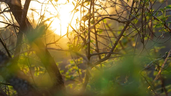 Bellissimo Sfondo Naturale Sole Tramonto Attraverso Rami Giovani Foglie Lampone — Foto Stock