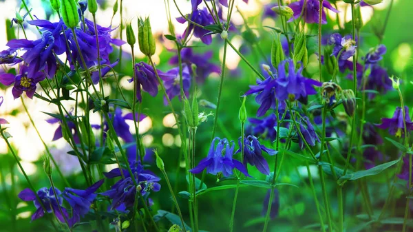 Beautiful Floral Summer Spring Background Purple Blue Aquilegia Flowers Blurred — Stock Photo, Image