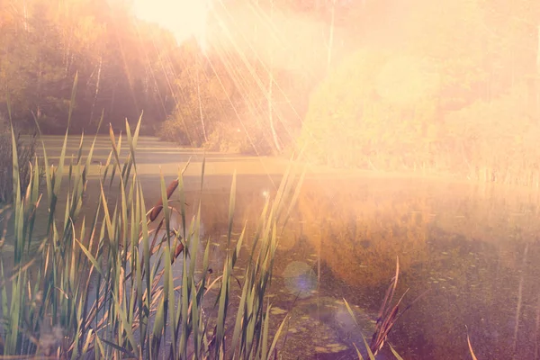 Herfst Landschap Met Een Plas Gouden Kleur Zon Straalt Sedge — Stockfoto