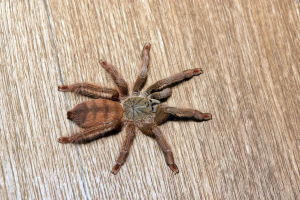 地板上的大型食鸟蜘蛛 在家中密切留意大型昆虫蜘蛛 — 图库照片