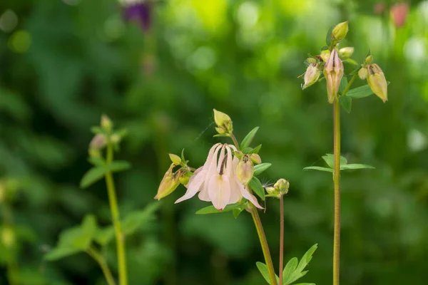 Fleurs Aquilegia Rose Pâle Sur Fond Flou — Photo