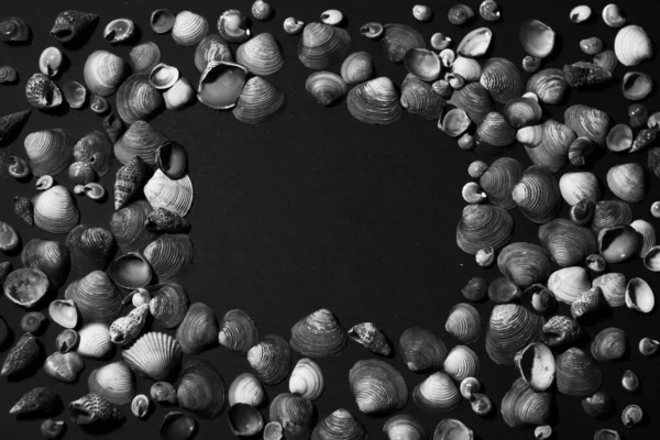 Muschel Rahmen Schwarz Und Weiß Meer Hintergrund — Stockfoto