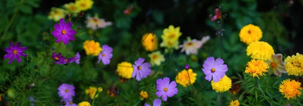 Hermoso Banner Fondo Amarillo Púrpura Flores Caléndulas Cosméticos Fondo Naturaleza —  Fotos de Stock