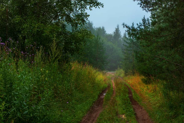 Naturlandskap Grön Skog Väg Dimma Morgon Sommarbakgrund Lera Landsväg Genom — Stockfoto