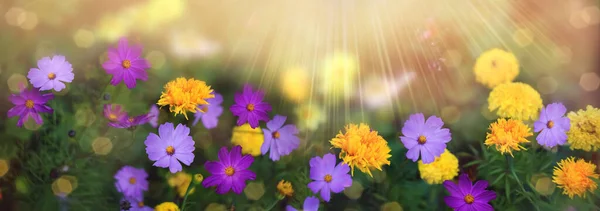 Hermoso Banner Fondo Amarillo Púrpura Flores Caléndulas Cosméticos Fondo Naturaleza Fotos de stock libres de derechos