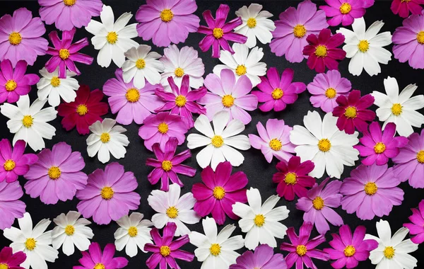 นหล งดอกไม ดอกไม กรวาลส ชมพ ขาว ดอกไม บนพ นหล — ภาพถ่ายสต็อก