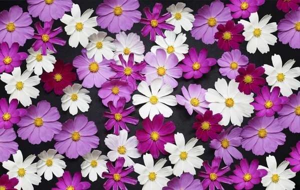Çiçekli arka plan, beyaz pembe kozmos çiçekleri siyah kumaş arka planda yakın plan.