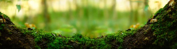 Orman arka planı, her tarafı yosunlarla kaplanmış, bulanık bir ağaç.