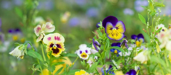 beautiful floral background of garden flowers pansies banner horizontal