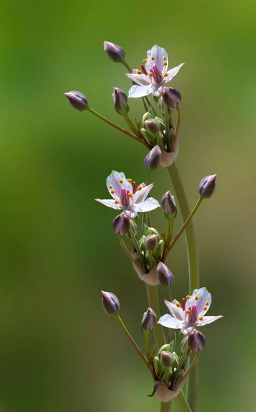 Bellissimi Fiori Bianchi Del Lago Acqua Pianta Del Fiume Susak — Foto Stock