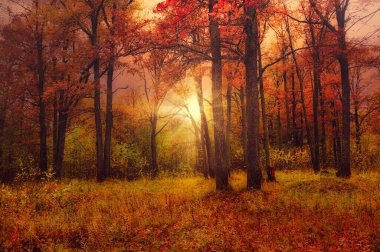 Güzel sonbahar günbatımı meşe koruluğunda kırmızı meşe yaprağında