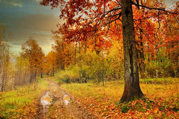 Vackert Höstlandskap Ekdunge Röd Löv Pölar Vägen Efter Regnet — Stockfoto