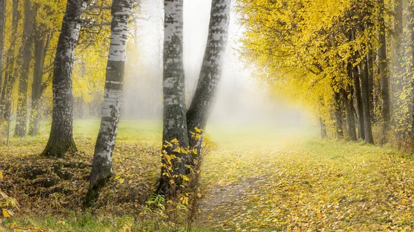 美丽的秋天风景金黄的秋天雾白桦树的前景 图库图片