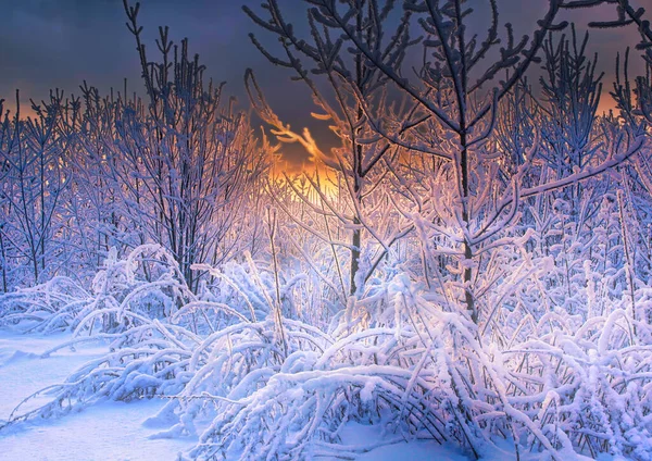 Bela Paisagem Inverno Conto Fadas Árvores Cobertas Neve Brilho Neve — Fotografia de Stock