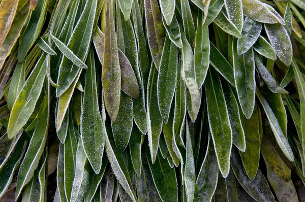 Texture of the trunk of an old tree — Stock Photo, Image