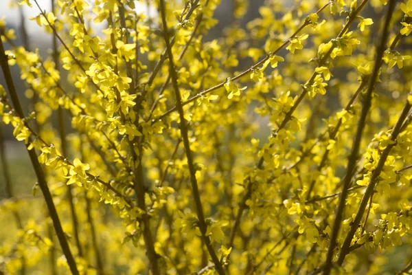 Forsythia flowering bush — Stock Photo, Image