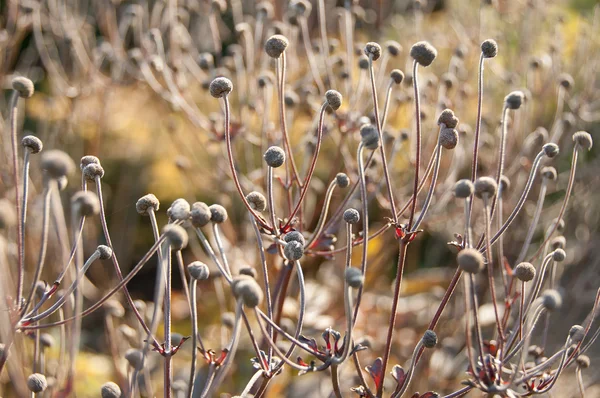 Dry autumn plants in sunny weather — Stock Photo, Image