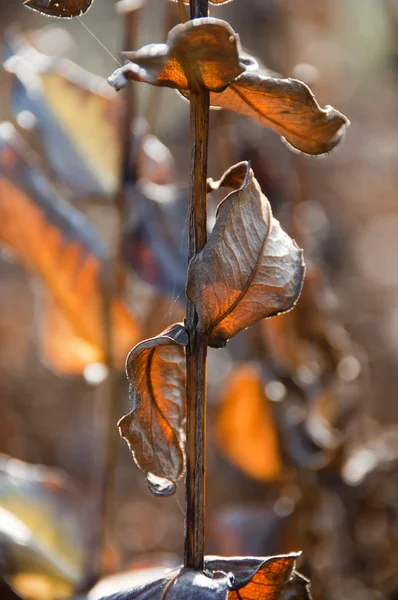 Dry autumn leaves and stems of plants — Stock Photo, Image