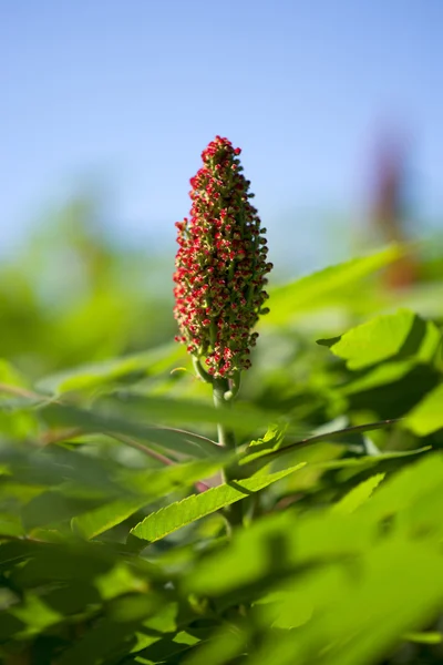 Red flower sumac — Stock Photo, Image