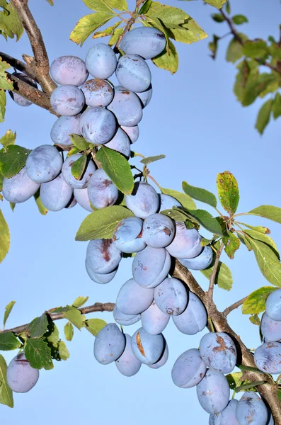 Delicious autumn spklye plum — Stock Photo, Image